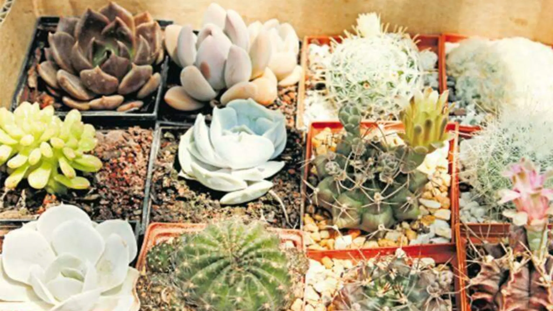 cactus plantas